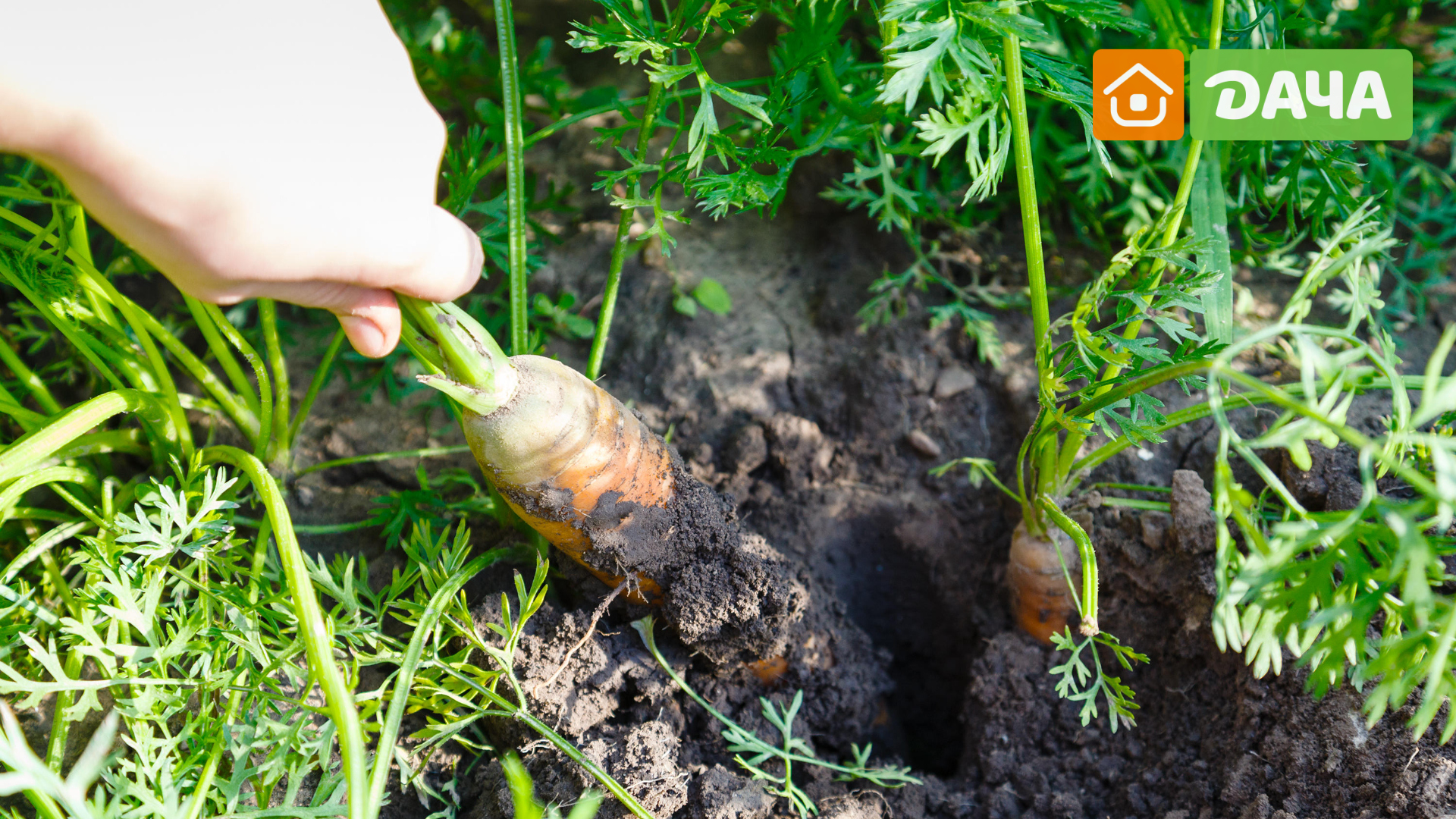 Как посадить семена моркови с помощью крахмала